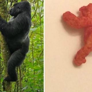 Subastan cheeto similar al gorila 'Harambe'