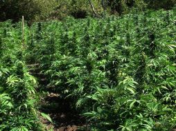 Según datos de la ONU, Perú es, junto con Colombia y Bolivia, uno de los mayores productores mundiales de hoja de coca. EL INFORMADOR / ARCHIVO