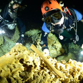 Hallan restos de osos de la Edad de Hielo en Quintana Roo