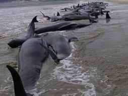 La muerte de los cetáceos se trata del mayor incidente de encallamiento en Nueva Zelanda. TWITTER / @animalfiel