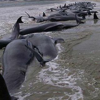 Encuentran unas 300 ballenas muertas en Nueva Zelanda