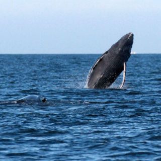 Ballenas buscan aguas más cálidas