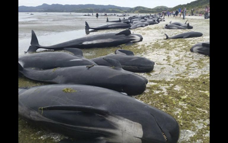 Aproximadamente 100 voluntarios formaron una cadena humana en el agua para impedir que encallaran de nuevo. EFE / F. Spit