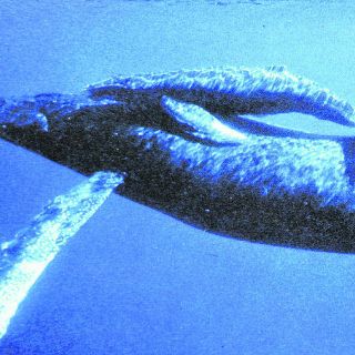 En Contacto con Gigantes  entre piedras y palabras efímeras