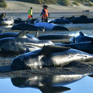Temen la explosión de centenares de cadáveres de ballenas en Nueva Zelanda