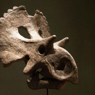 Hallan nueva clase de dinosaurio en desierto de Coahuila