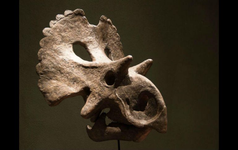 Los primeros fragmentos fueron encontrados en 2007 en el Ejido La Salada, municipio de Ocampo. FACEBOOK / museodeldesierto