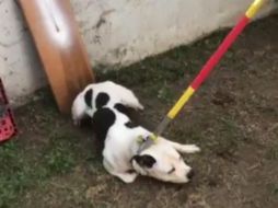 Aún se desconoce si el pitbull será sacrificado. TWITTER / @UMPCyBZ