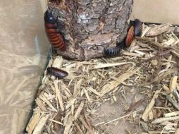 La cucaracha gigante de Madagascar , tiene un color marrón brillante, una forma ovalada y no tiene alas. TWITTER / @ZooATL