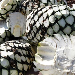 Agave, una planta multiusos