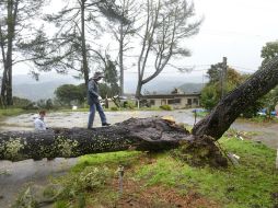 Los fuertes vientos en la zona provocaron la caída de varios árboles. AP / D. Royal