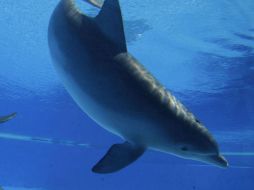 En los delfinarios de México se puede observar la grave situación de vulnerabilidad de los delfines. EL INFORMADOR / ARCHIVO