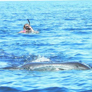 El Tiburón Ballena es un 'Señor Pez'