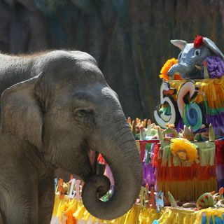 Famosa elefanta 'Trompita' cumple 56 años