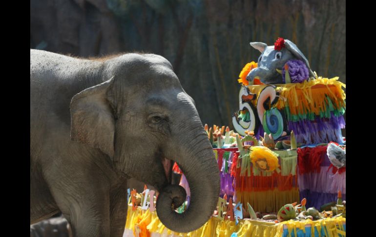 El paquidermo celebra con un pastel de cumpleaños hecho de sandía, papaya, melón, mazorcas, bananos y zanahoria. EFE / E. Biba