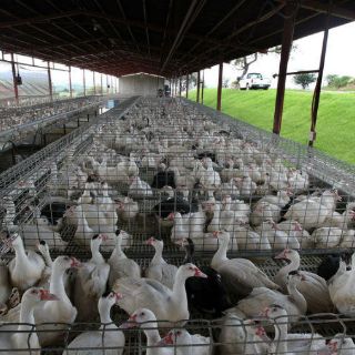 Francia sacrificará 600 mil patos más para combatir gripe aviar