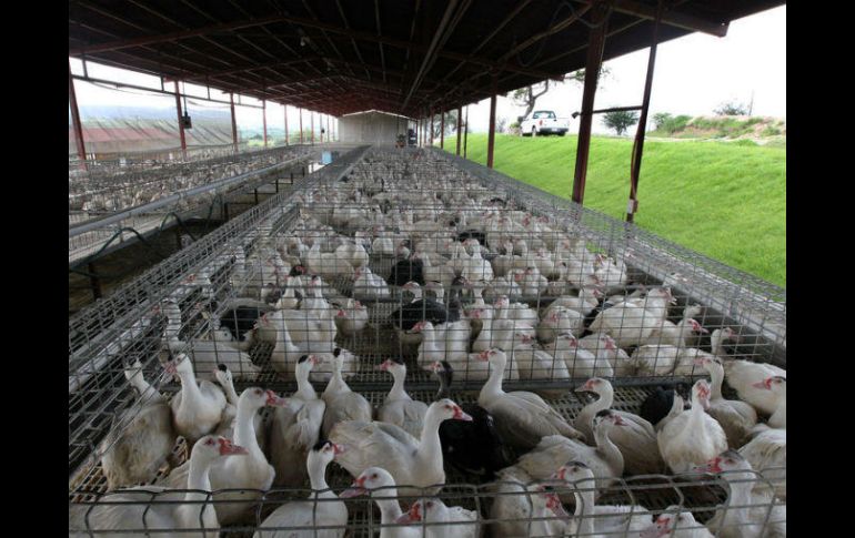 Según los profesionales, esta epidemia es más difícil de erradicar que la registrada el año pasado por otra cepa de gripe aviar. EL INFORMADOR / ARCHIVO