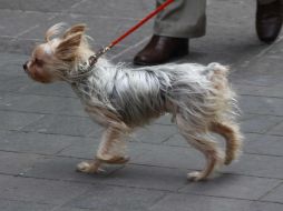 Vientos fuertes impactarán a Jalisco, según el reporte del Servicio Meteorológico Nacional. NTX / ARCHIVO