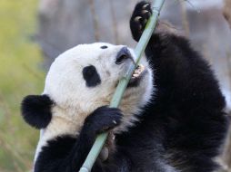 Los pandas son préstamos a largo plazo, sus descendientes siguen siendo propiedad de China. AP / J. Applewhite