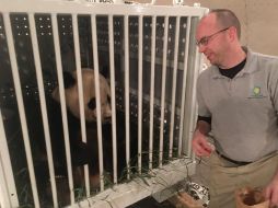Bao Bao es el undécimo panda nacido fuera de China que regresa al país asiático. TWITTER / @NationalZoo