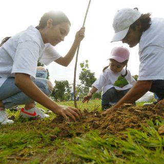 Extra A.C. busca triplicar las donaciones de árboles este año