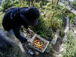 La siembra de huertos familiares es una alternativa que ayuda a reducir la ingesta de agroquímicos. EL INFORMADOR / ARCHIVO