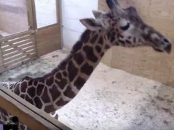 Se espera que April dé a luz a su cuarto crío en los próximos días. YOUTUBE / Animal Adventure Park