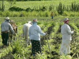 La producción masiva del piñón en zonas tropicales y subtropicales es capaz de generar biocombustibles. EL INFORMADOR / ARCHIVO