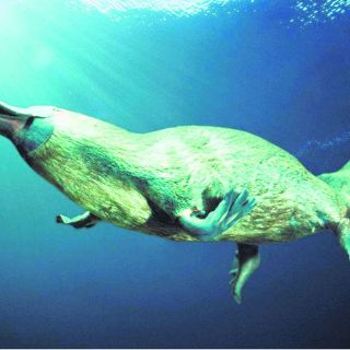 Australia, Tasmania y sus Ornitorrincos