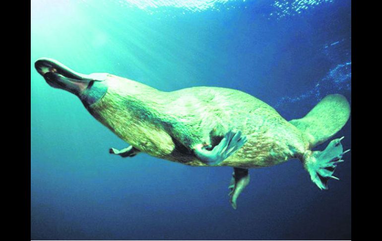 Nada con agilidad usando sus poderosas aletas con fuertes garras. EL INFORMADOR / P. Fernández