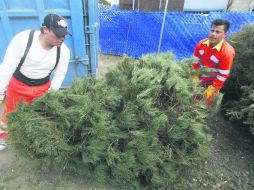 Éxito. Guadalajara recolectó casi mil árboles más comparado a 2016. EL INFORMADOR /