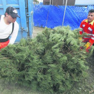 Ayuntamientos recolectaron más de seis mil árboles navideños durante 2017