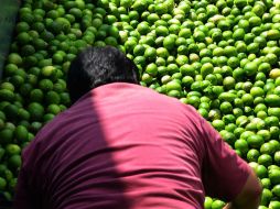 Señalan que el costo por parte de los productores a los comerciantes es de entre 12 y 15 pesos. EL INFORMADOR / ARCHIVO