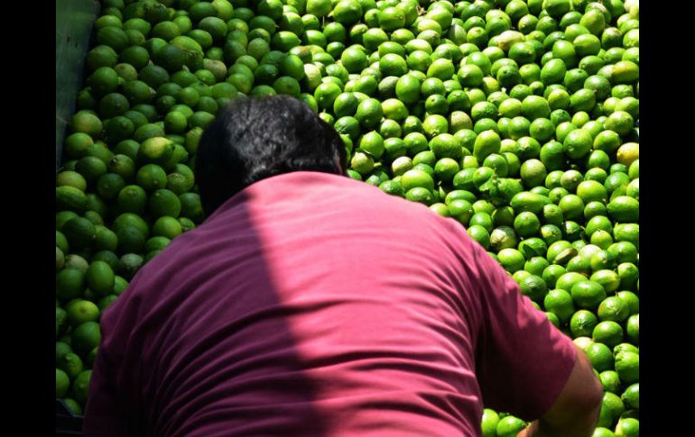 Señalan que el costo por parte de los productores a los comerciantes es de entre 12 y 15 pesos. EL INFORMADOR / ARCHIVO