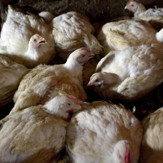 La OMS reporta mutaciones en virus de gripe aviar