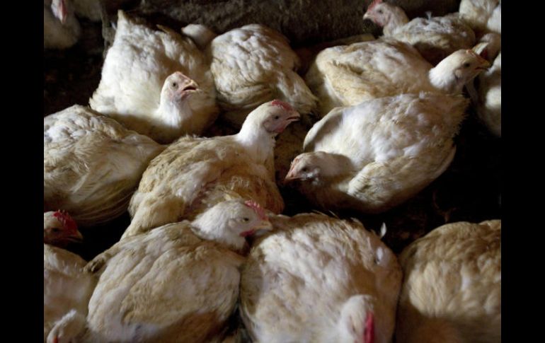 Dicen que las mutaciones han vuelto al virus H7N9 más mortífero para las aves, pero no aclaran qué significa para los humanos. EFE / ARCHIVO
