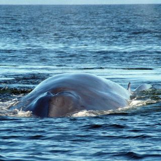 Ballenas azules en Baja California Sur se duplican