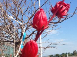 Una simple agua de jamaica mata entre 800 a 900 bacterias mientras que el cloro elimina entre 400 a 500. . NTX / ARCHIVO