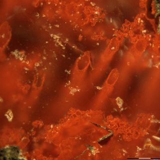 Hallan los fósiles más antiguos de la Tierra