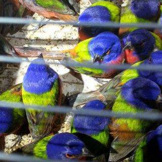 La Profepa asegura 490 aves silvestres en Nayarit