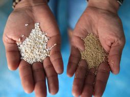 El amaranto también ayuda a perder peso, pues aporta una buena cantidad de fibra. NTX / ARCHIVO