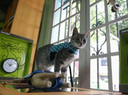 El tener un gato y acariciarlo produce Oxitocina, la llamada hormona del amor. EFE / ARCHIVO