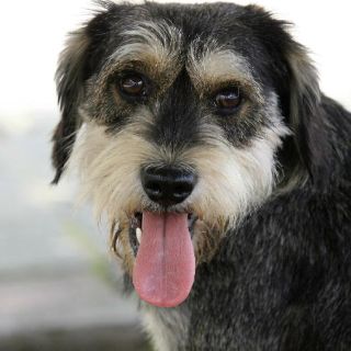 Nueva cultura laboral pet-friendly