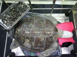 Las monedas formaron un bulto de cinco kilogramos  en el estómago de 'Bank'. EFE /