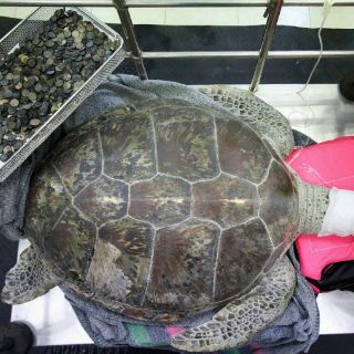 Extraen 915 monedas a tortuga marina en Tailandia