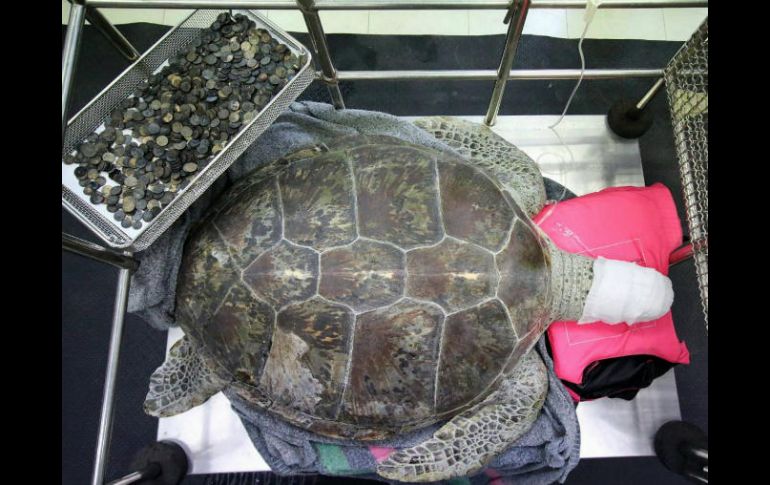 Las monedas formaron un bulto de cinco kilogramos  en el estómago de 'Bank'. EFE /