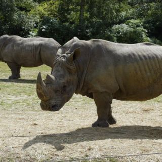 Matan a rinoceronte en zoológico francés por robarle un cuerno