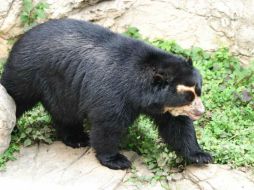 El oso de anteojos es una especie en peligro de extinción y figura en la lista roja de especies amenazadas de la IUCN. ESPECIAL / selvanet20.blogspot.mx