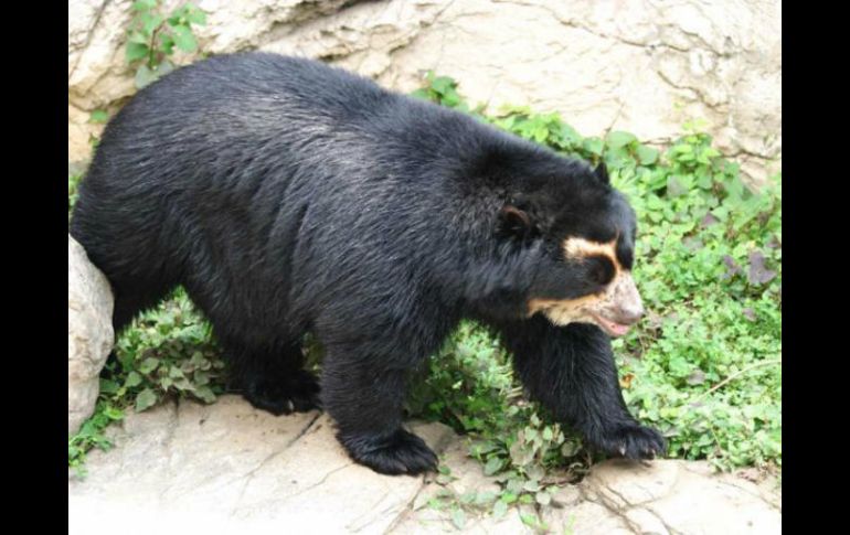 El oso de anteojos es una especie en peligro de extinción y figura en la lista roja de especies amenazadas de la IUCN. ESPECIAL / selvanet20.blogspot.mx