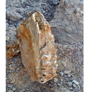 Hallan un diente de un mamut en Durango